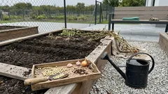 Čo zasadiť po paradajkách: jednoduché striedanie plodín, ktoré vráti pôde silu