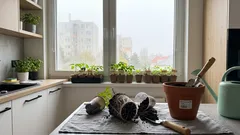 Keď priesady paradajok zrazu prestanú rásť: čo prezradí koreňový bal