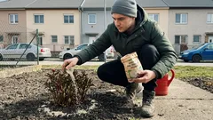 Prečo pivonky rastú bujne, no kvitnú slabo: 3 jarné prihnojenia a nenápadné chyby pri vode a hĺbke