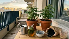 Prečo sú paradajky vodnaté? Tri prírodné zálievky, ktoré im vrátia chuť